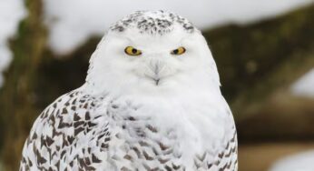 Sask. conservationists say pattern of live-baiting snowy owls for pictures endangers the birds