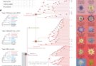 Water lily full genomes illuminate the improvements of water lilies and early angiosperms