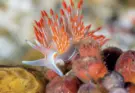 Nudibranch Photography – Mustard´s Masterclass