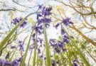 Theo Bosboom Takes a Bug’s-Eye View in His Perspective-Shifting ‘Flowerscapes’ — Colossal